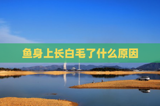 鱼身上长白毛了什么原因